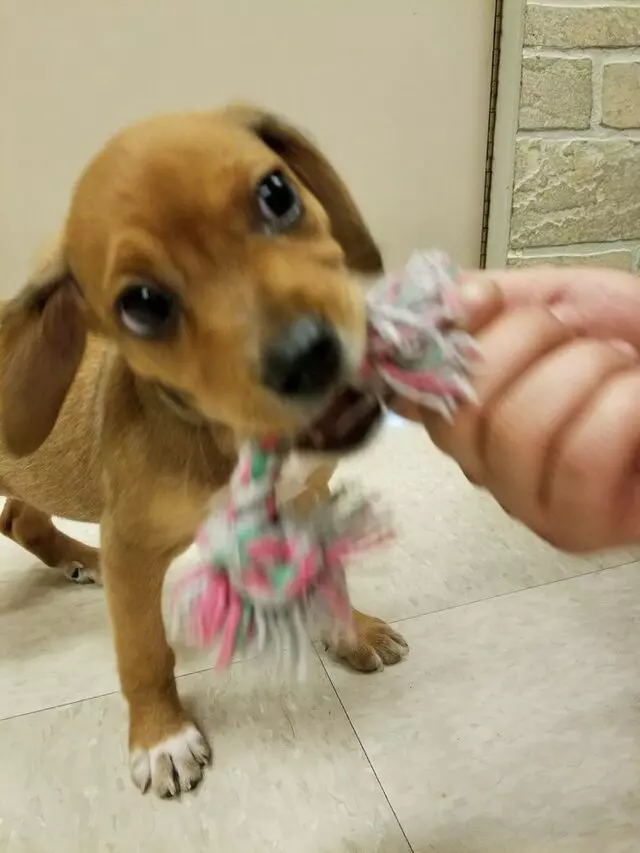 Petland Pittsburgh Village of East Side