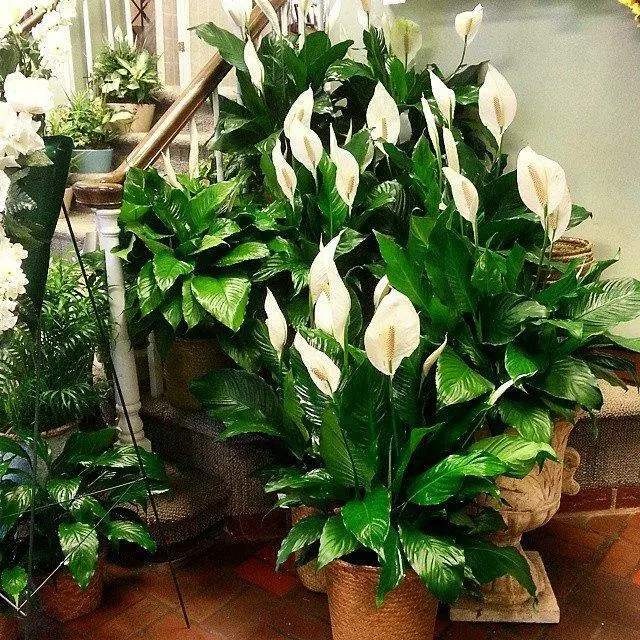 Alexs East End Floral Shoppe