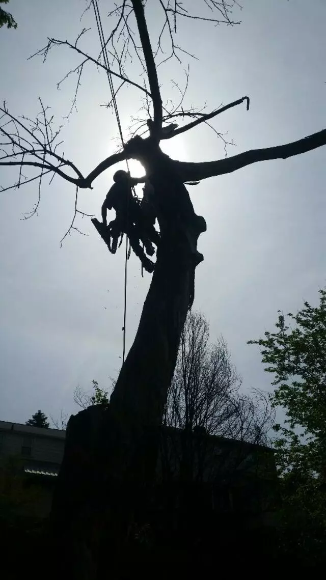 Allstar Arbor Tree Service