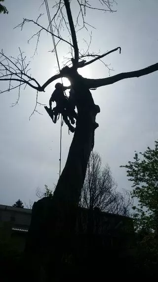 Allstar Arbor Tree Service
