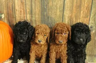 Pghpoodles