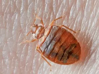 Budget Pest Control