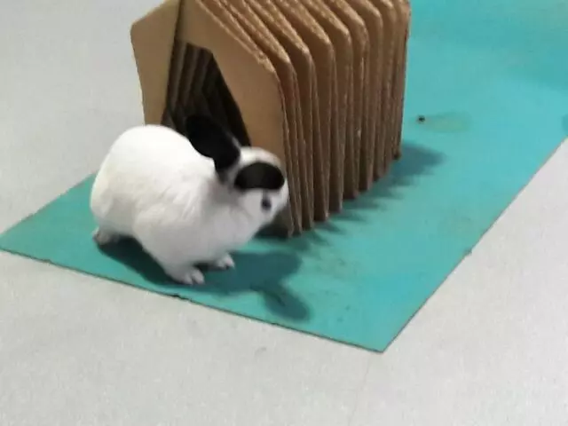 Animal Friends