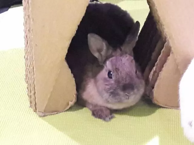 Animal Friends