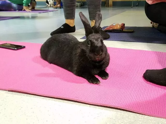 Animal Friends