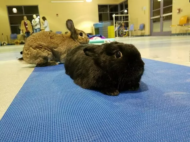 Animal Friends