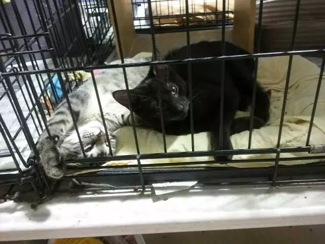 Animal Friends