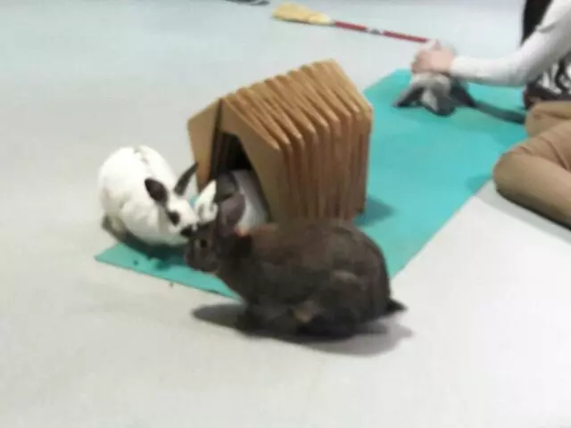 Animal Friends