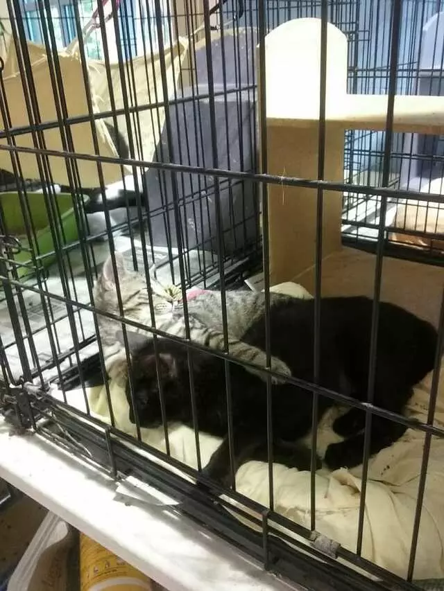 Animal Friends