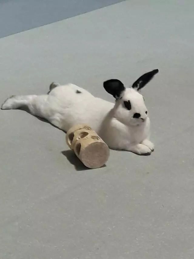 Animal Friends