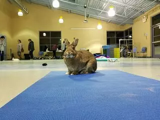 Animal Friends