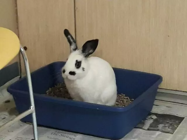 Animal Friends