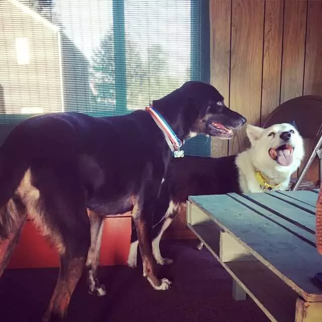 Animal Friends