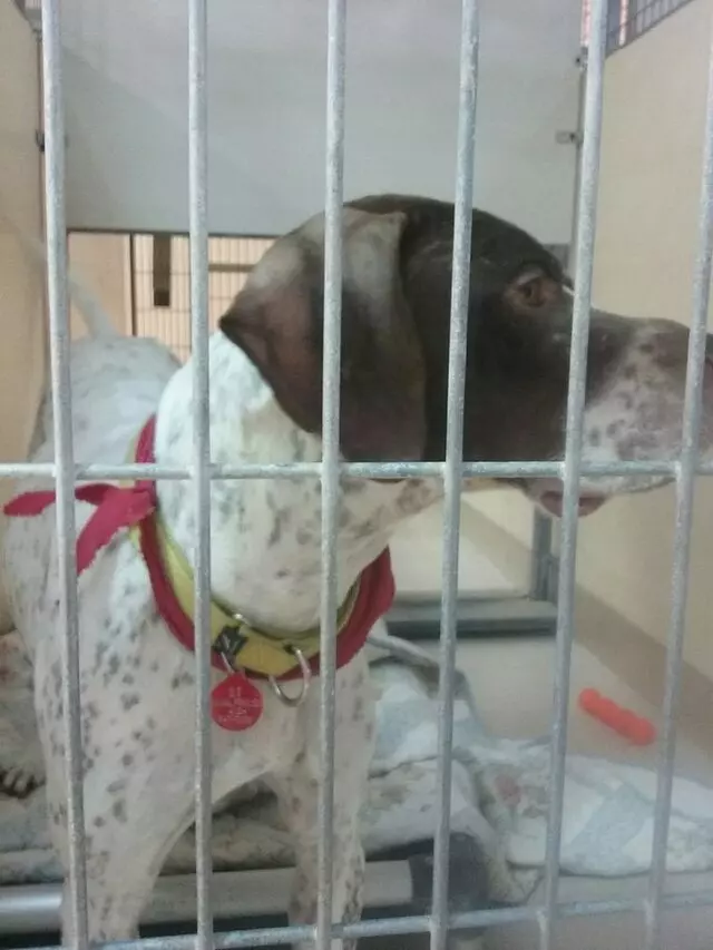 Animal Friends