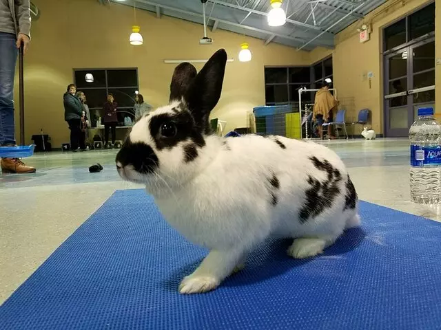 Animal Friends