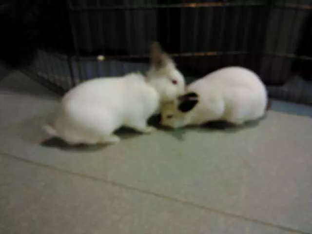 Animal Friends