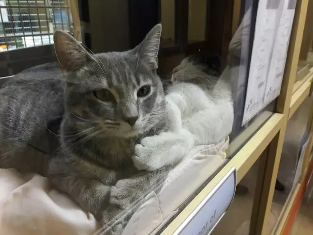 Animal Friends