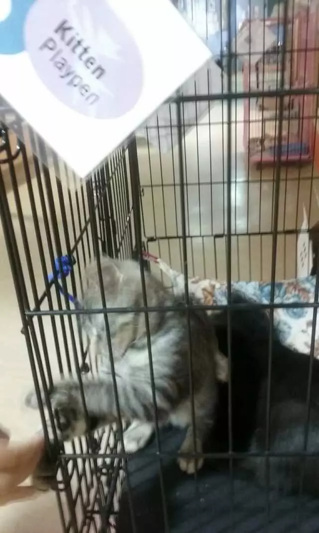 Animal Friends