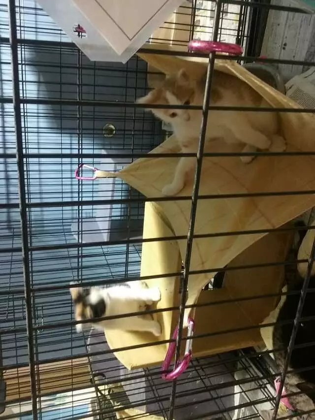 Animal Friends
