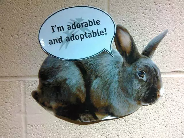 Animal Friends
