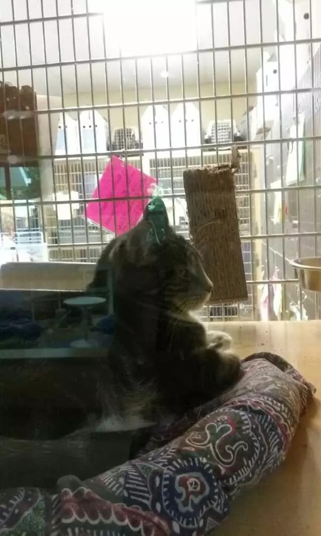 Animal Friends