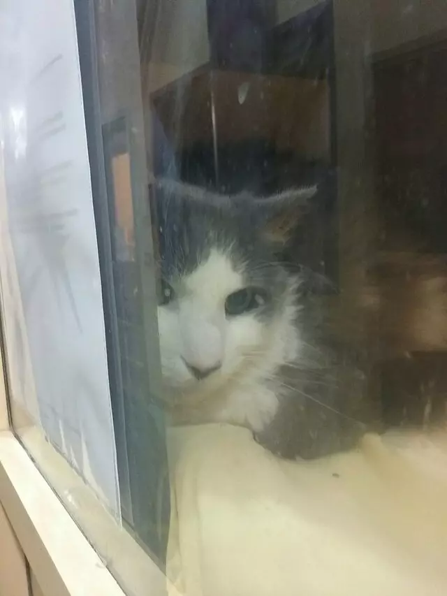 Animal Friends