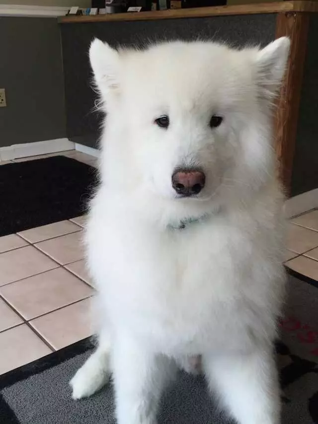 All God’s Creatures