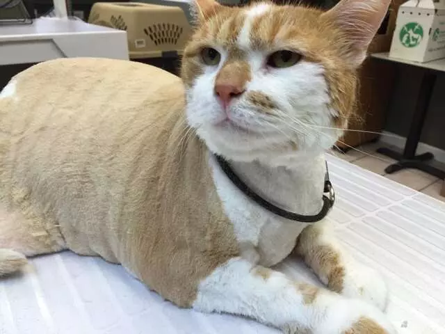 All God’s Creatures