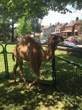 Arsenal Park