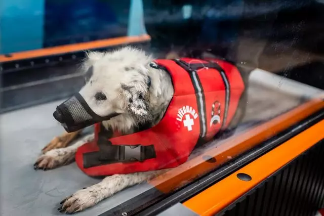 All Better Pet Rehabilitation