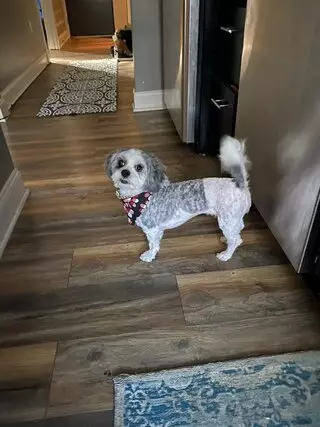 Puppy Love Grooming