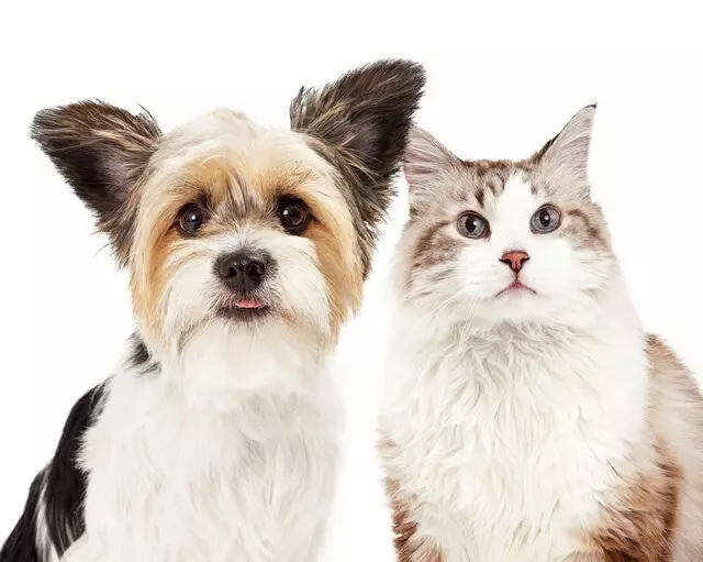 Pittsburgh Veterinary Dermatology