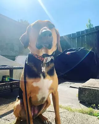 Cochran K9 Training