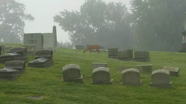 Allegheny Cemetery