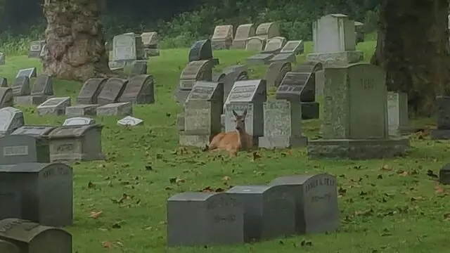 Allegheny Cemetery