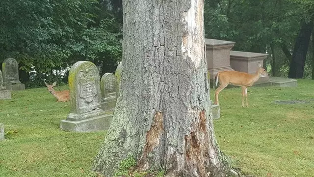 Allegheny Cemetery