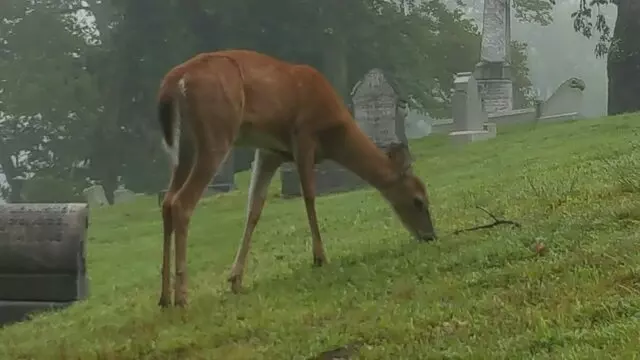 Allegheny Cemetery