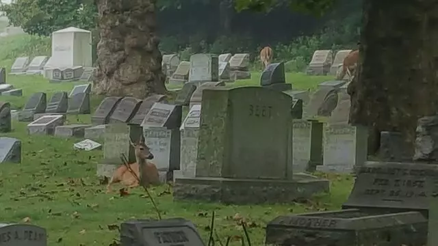 Allegheny Cemetery