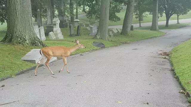 Allegheny Cemetery