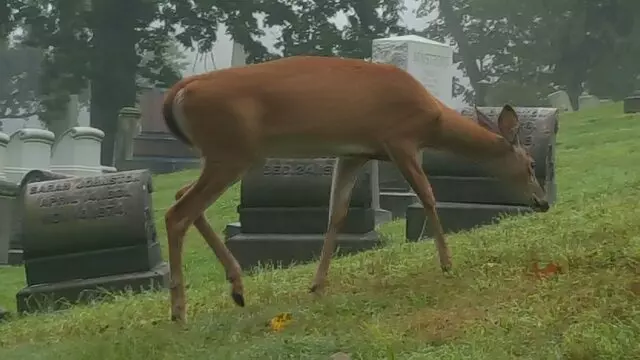 Allegheny Cemetery