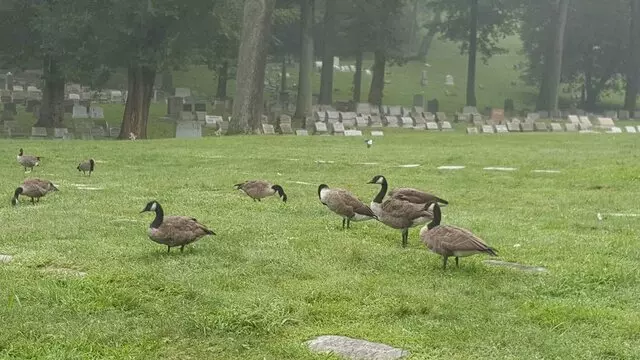 Allegheny Cemetery