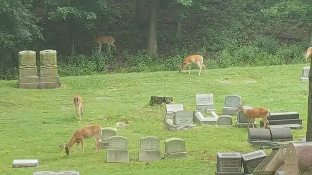 Allegheny Cemetery