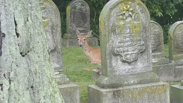 Allegheny Cemetery