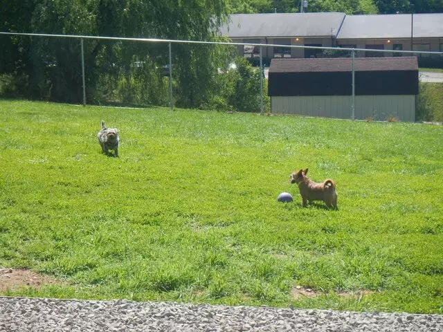 Airy Pines Boarding Kennel