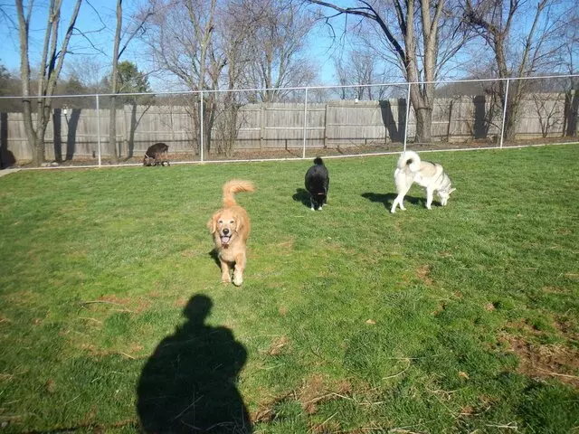 Airy Pines Boarding Kennel