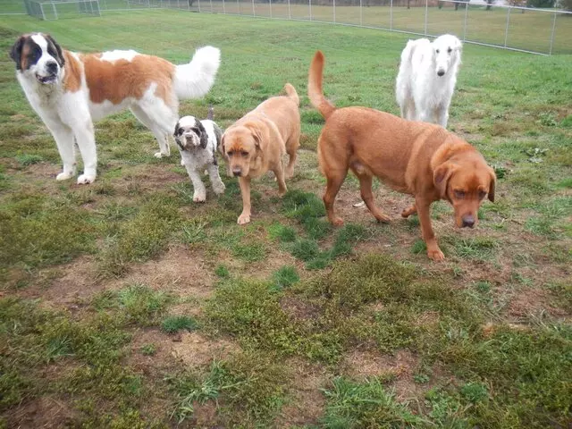 Airy Pines Boarding Kennel