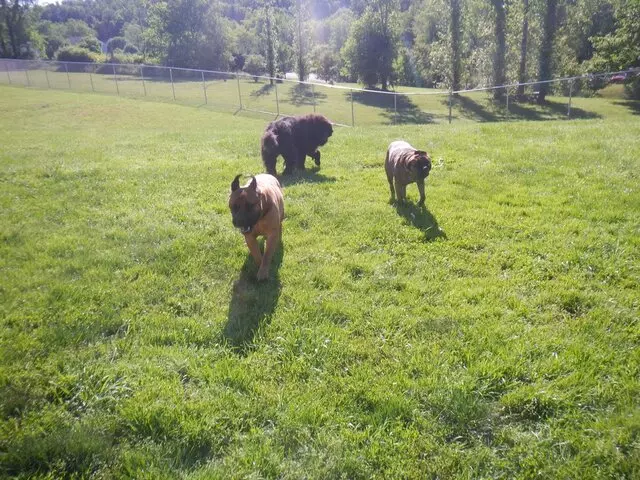Airy Pines Boarding Kennel