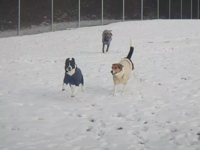 Airy Pines Boarding Kennel
