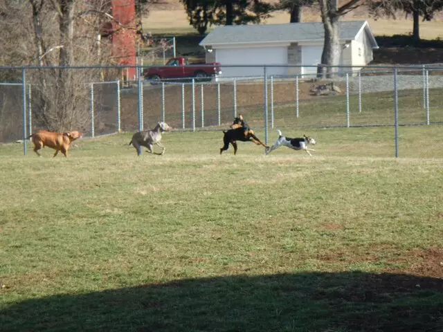 Airy Pines Boarding Kennel