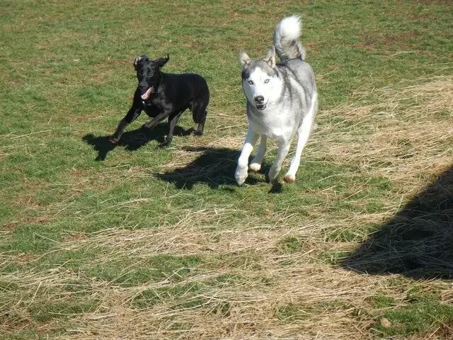 Airy Pines Boarding Kennel